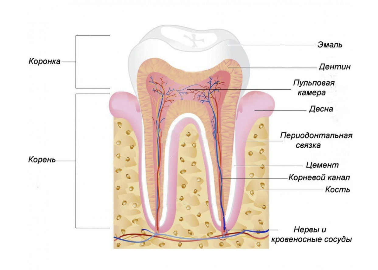 Сколько ходят с лекарством в зубе. Строение пульпы зуба и периодонта. Строение дентина и пульпы зуба. Анатомия строение зуба периодонт. Строение зуба кариес пульпит.