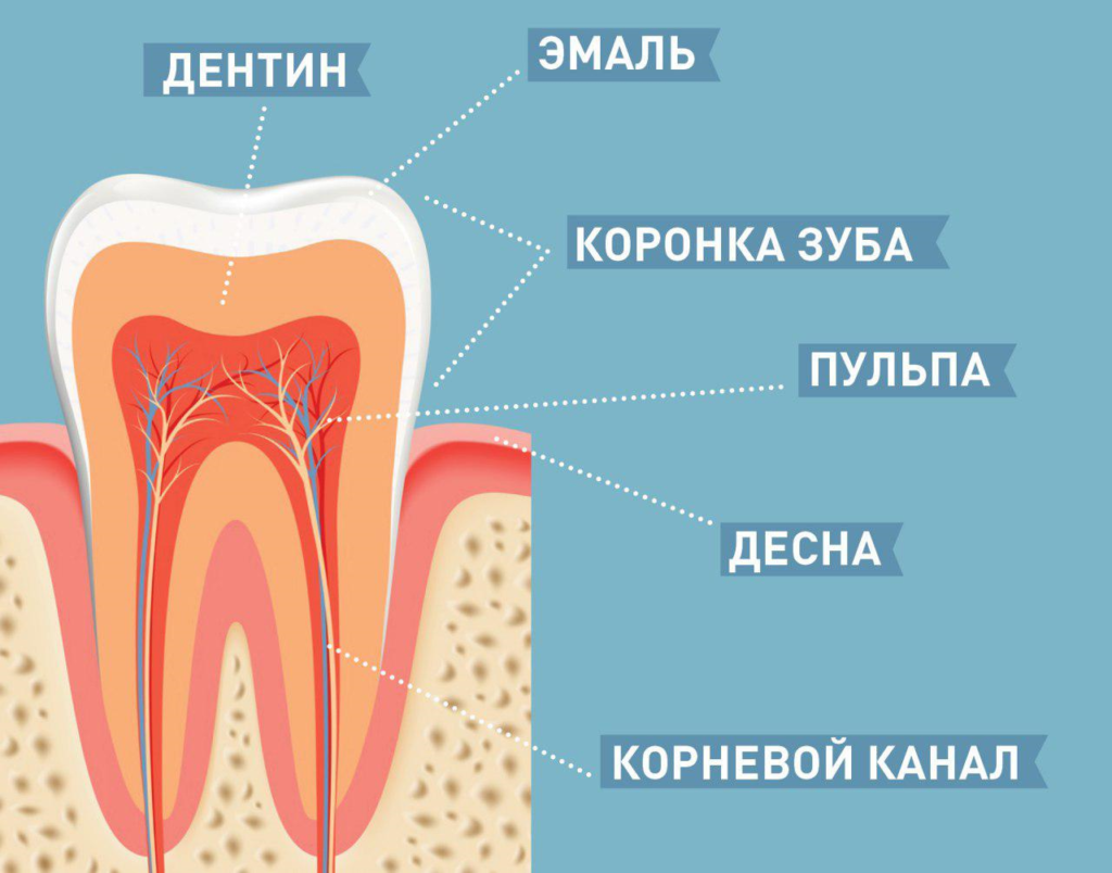 Строение зуба пульпа эмаль. Строение зуба эмаль дентин цемент пульпа. Строение зуба дентин анатомия. Строение дентина и пульпы зуба. Видимая часть зуба
