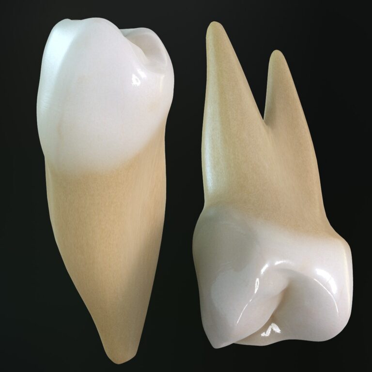 Особенности зубов: Резцы, клыки и моляры