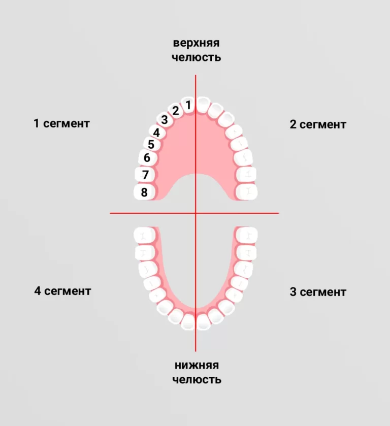Структура зубных рядов