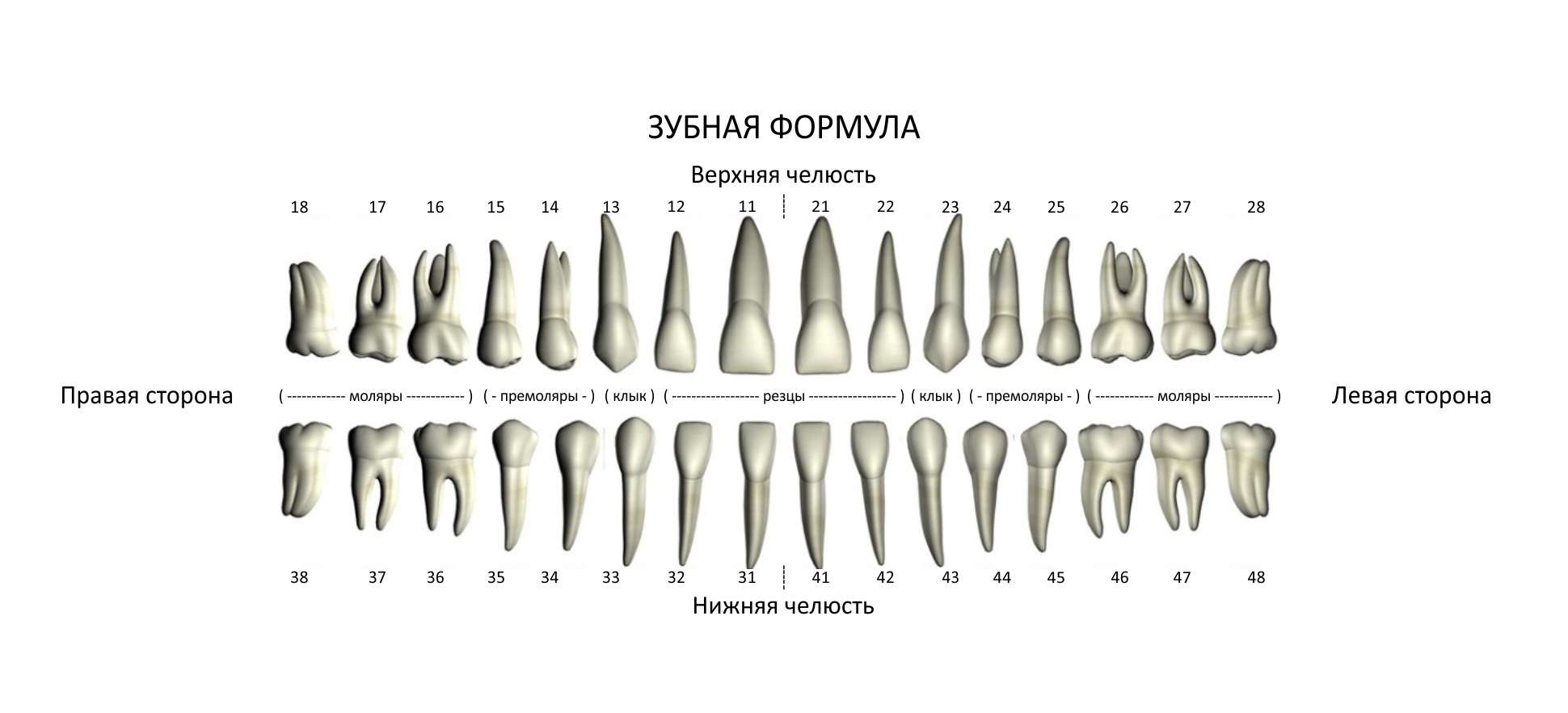 Строение коренного зуба человека схема фото