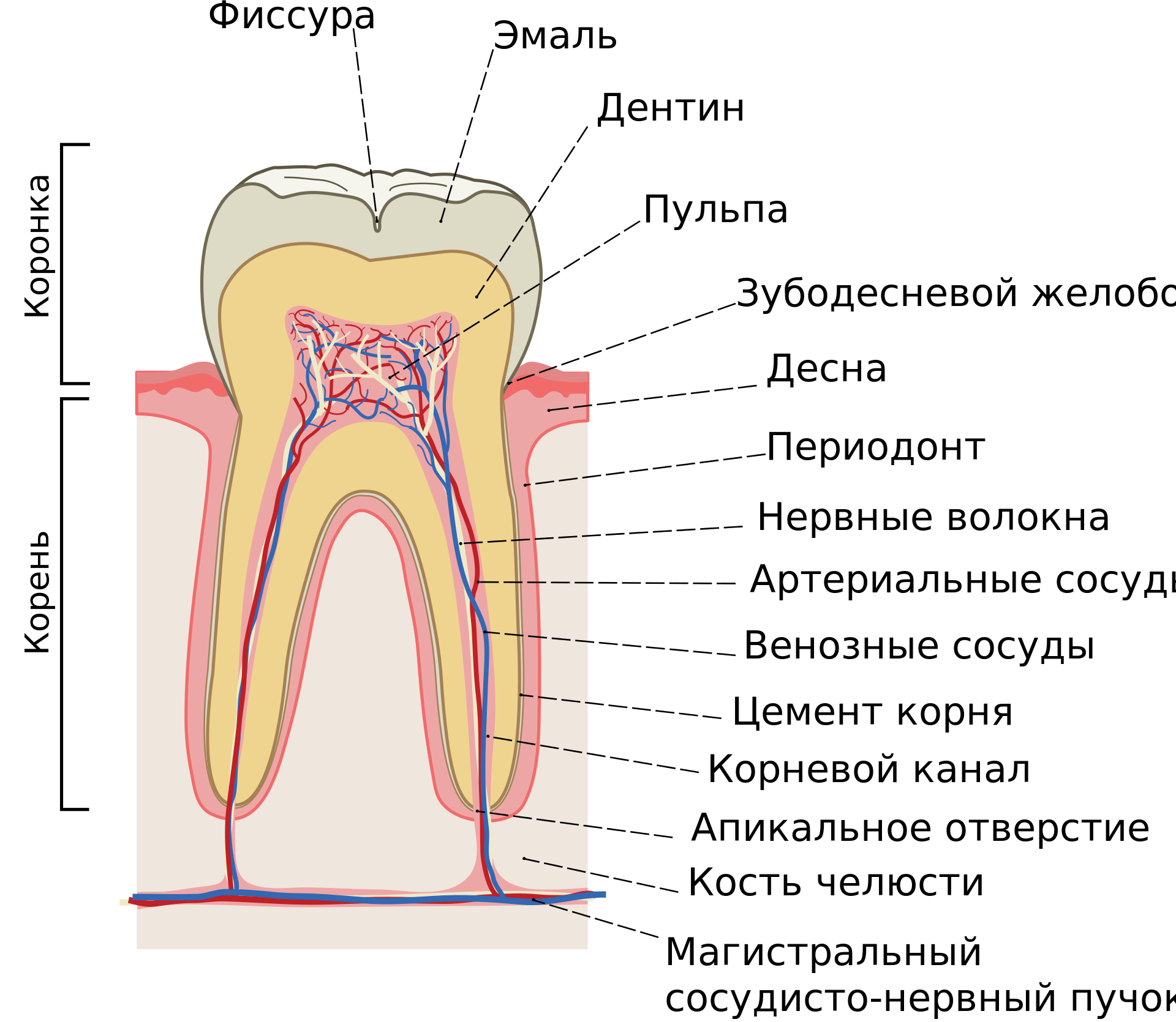Схема строения зуба анатомия. Строение зуба человека рисунок с описанием. Схема внутреннего строения зуба анатомия. Анатомическое строение дуба.