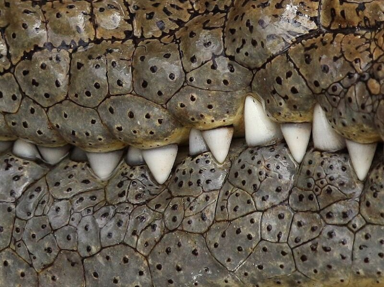 Зубы у некоторых животных могут вырастать по мере необходимости